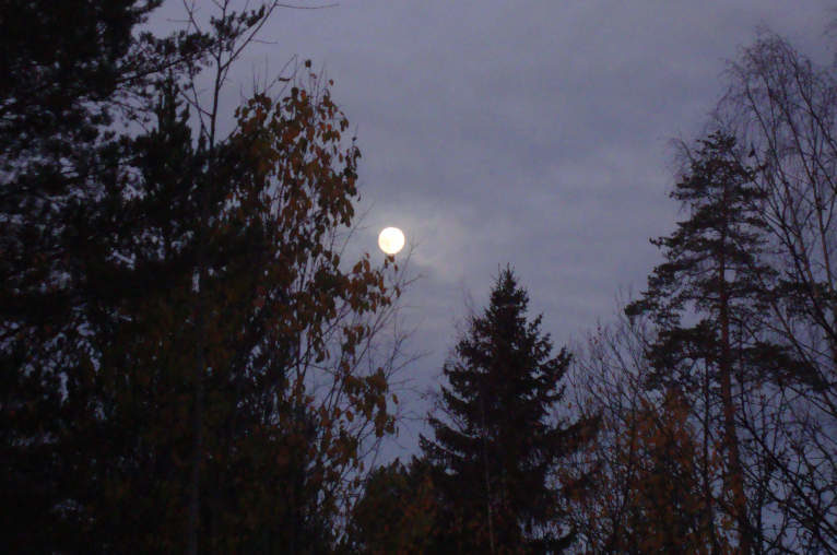 The moon, setting, with trees in the foreground.