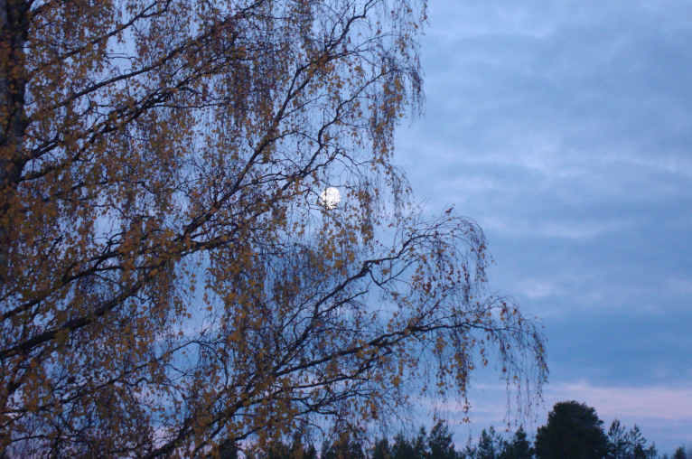 The moon, seen through the branches of a birch.
