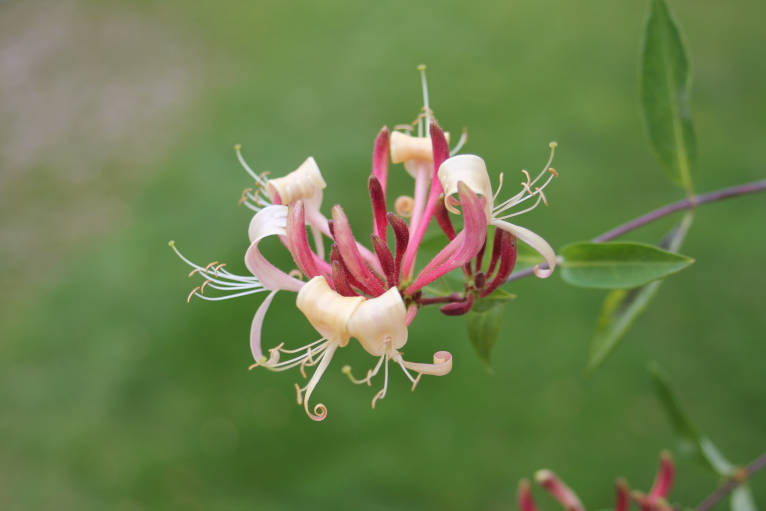 Close-up of a perfect honeysuckle to help illustrate the idea of perfection.