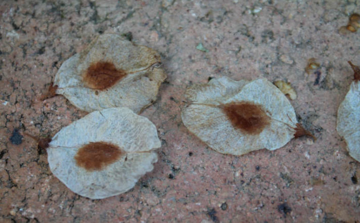 Dry elm samaras.
